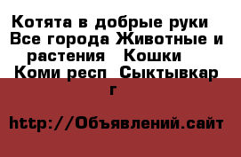 Котята в добрые руки - Все города Животные и растения » Кошки   . Коми респ.,Сыктывкар г.